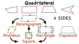 What is a Quadrilateral?